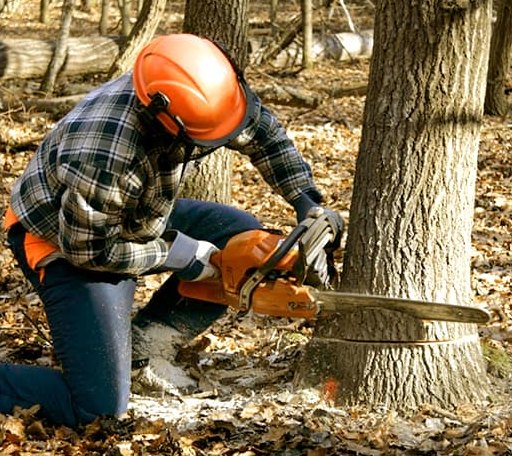 Tree Removal in Dalzell, IL